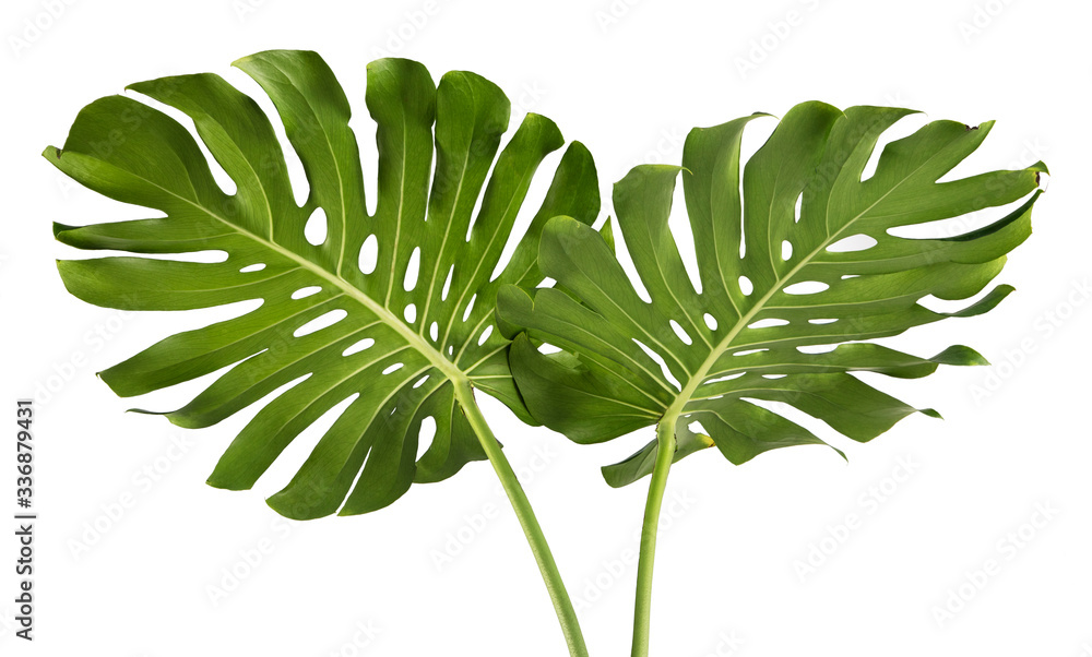 Two Tropical jungle Monstera leaves isolated, Swiss Cheese Plant, isolated on white background - obrazy, fototapety, plakaty 