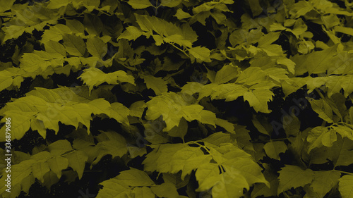  hunter green leaves background texture or wallpaper