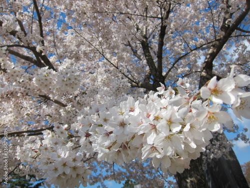 西公園の桜