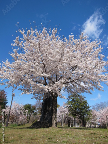 西公園の桜