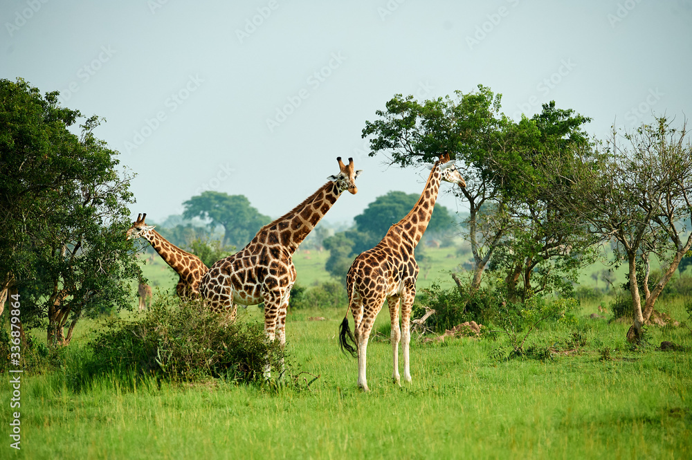 Fototapeta premium Murchison Falls National Park Uganda