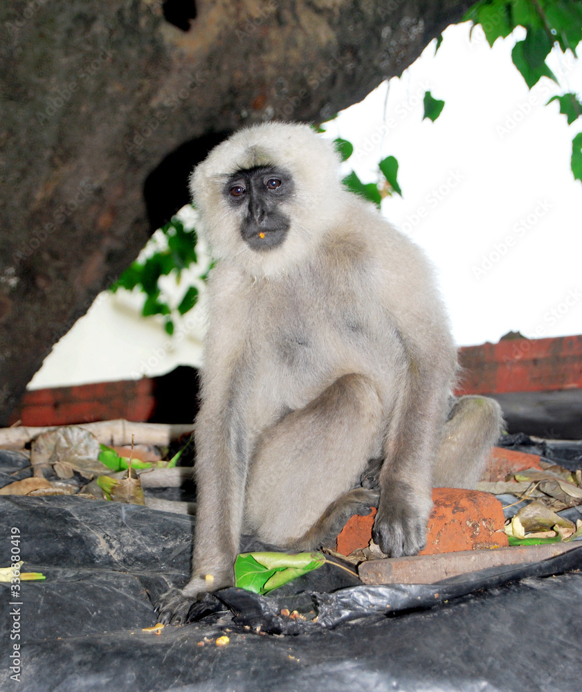 Obraz premium Indian gray langoor monkey sitting on wall