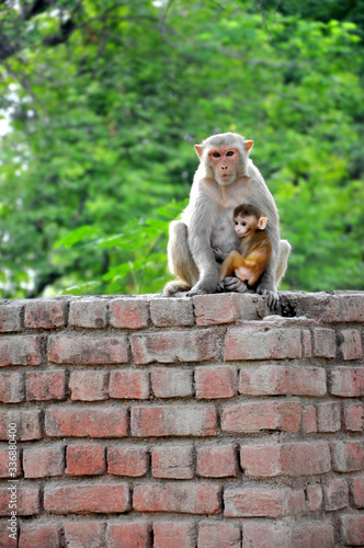 A monkey with babies relaxes a top a brick wall