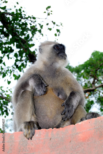 Indian gray langoor monkey sitting on wall photo