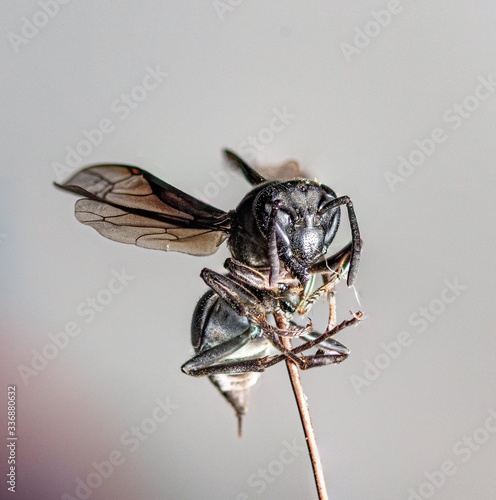 macro photography detail animal wasp photo