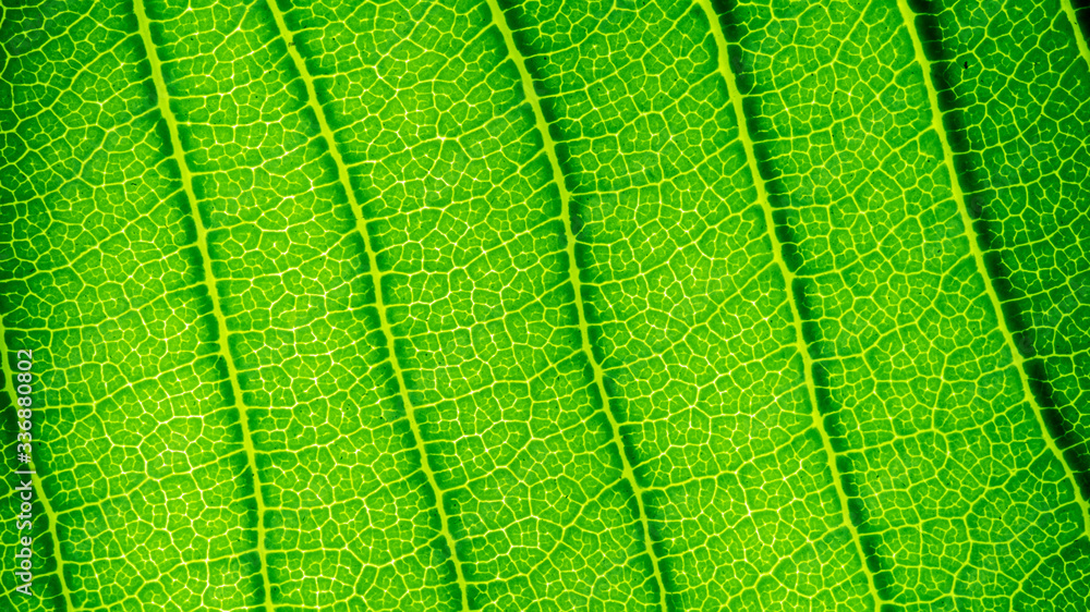 green leaves natural background wallpaper, texture of leaf, leaves with space for text
green leaves natural background wallpaper, texture of leaf, leaves with space for text