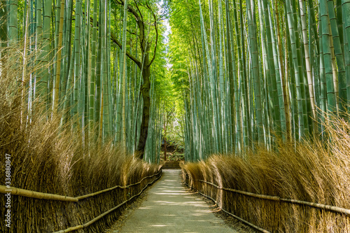 京都・嵐山の竹林 日本