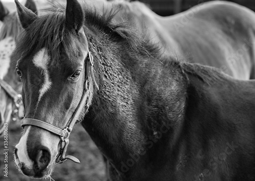 Black and white horse in padock