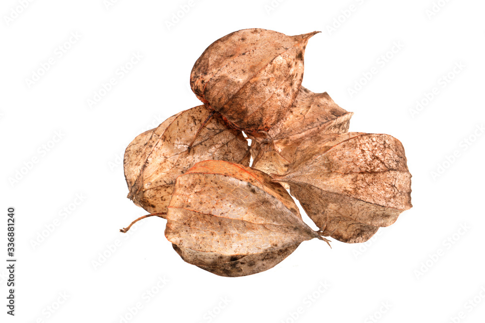 flower seeds isolated on white background flower seeds isolated on white background