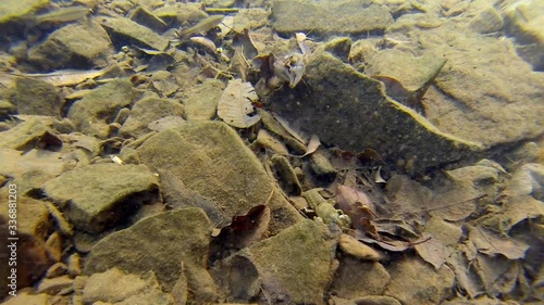 Crayfish crawls up to and startles another crayfish underwater.  Small fish swim nearby. photo