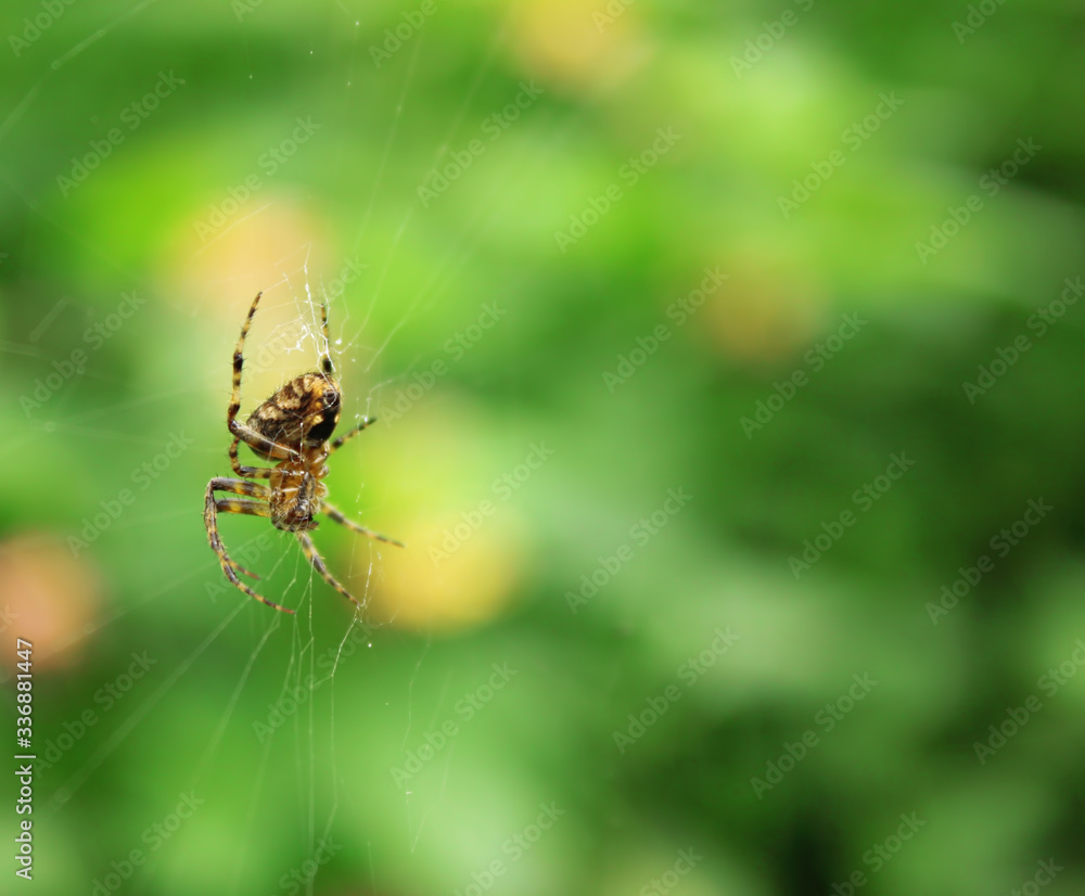 Spider on his web Spider on his web