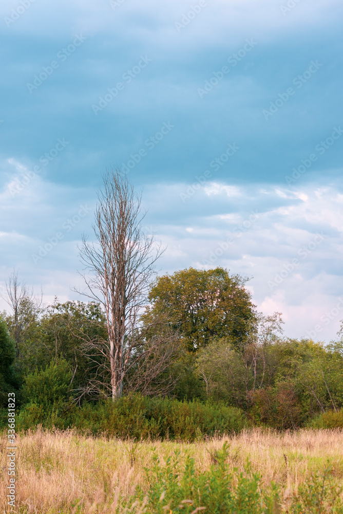 Obraz premium Dry tree in a forest glade