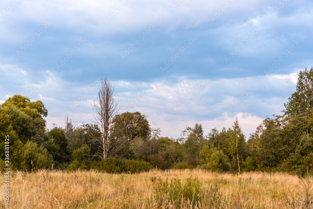 Dry tree in a forest glade