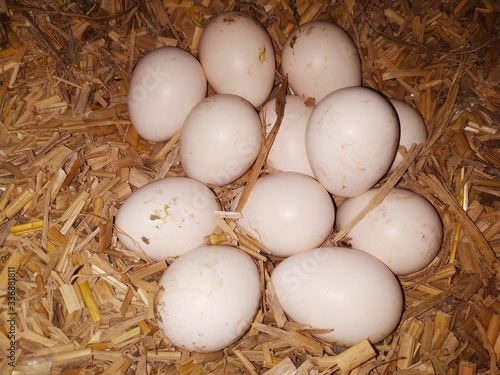 Fresh Indian Eggs Stock Image.This photo is taken by vishal singh  photo