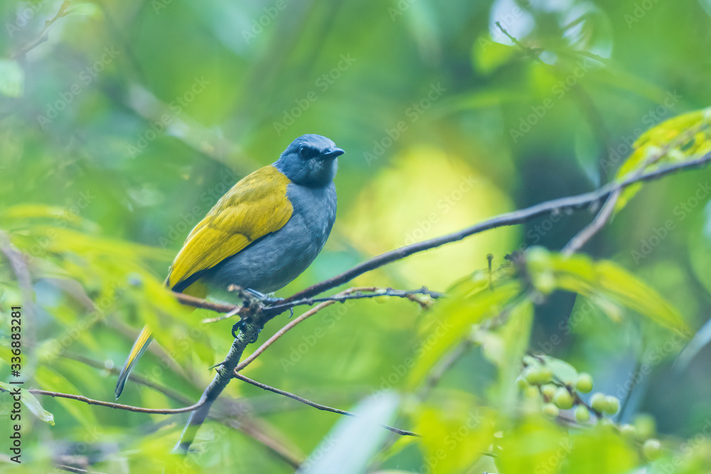 Obraz premium The Grey-bellied Bulbul (Pycnonotus cyaniventris) is a medium sized bird with, as the name suggests, a grey belly, grey head and yellow-olive back, vent and wings.