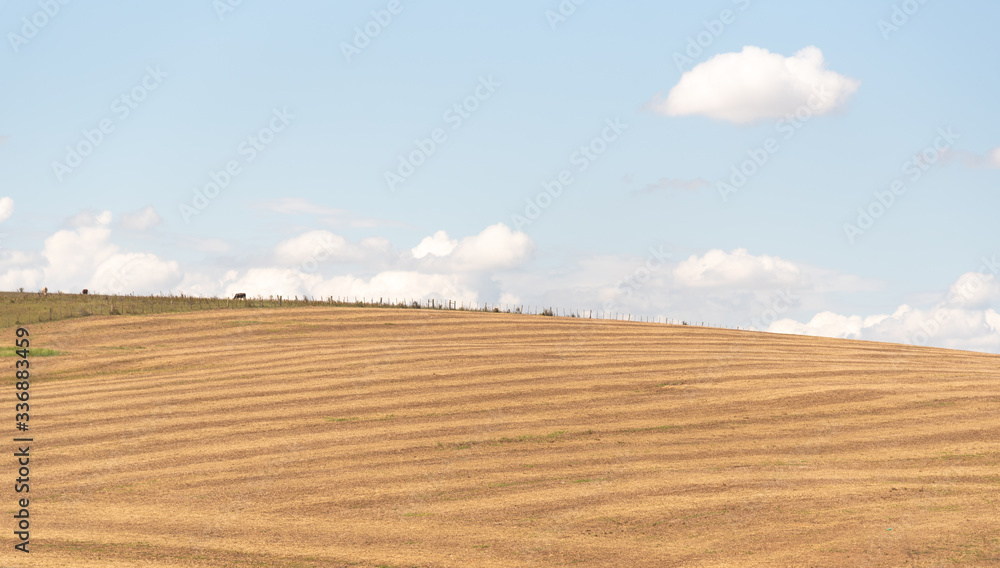 Pasture and livestock fields in the State of Rio Grande do Sul in Brazil