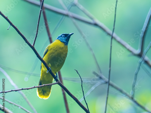 The Black-headed Bulbul is a medium sized bird with a mainly olive-yellow plumage with a glossy bluish-black head. Scientific name is Pycnonotus atriceps. photo