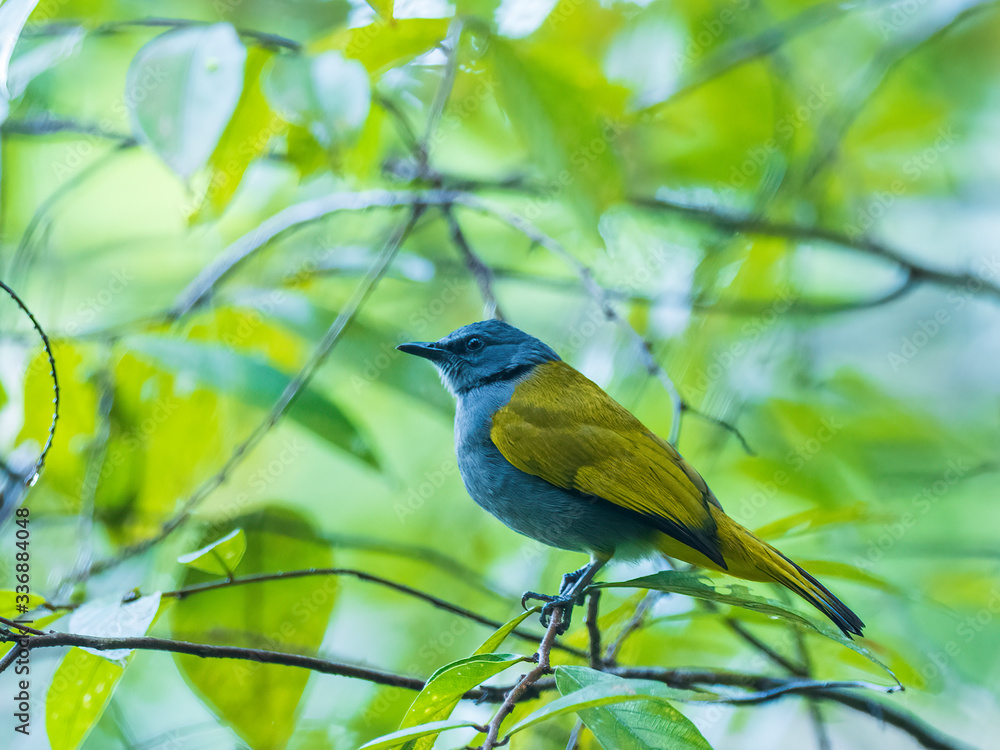 The Grey-bellied Bulbul (Pycnonotus cyaniventris) is a medium sized bird with, as the name suggests, a grey belly, grey head and yellow-olive back, vent and wings. The Grey-bellied Bulbul (Pycnonotus cyaniventris) is a medium sized bird with, as the name suggests, a grey belly, grey head and yellow-olive back, vent and wings.