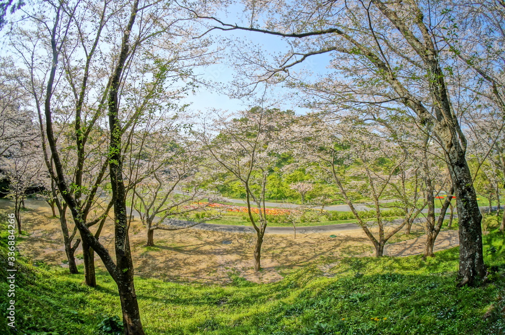 森の中の満開に咲く桜と緑色