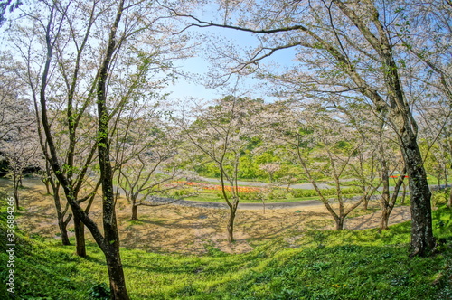 森の中の満開に咲く桜と緑色