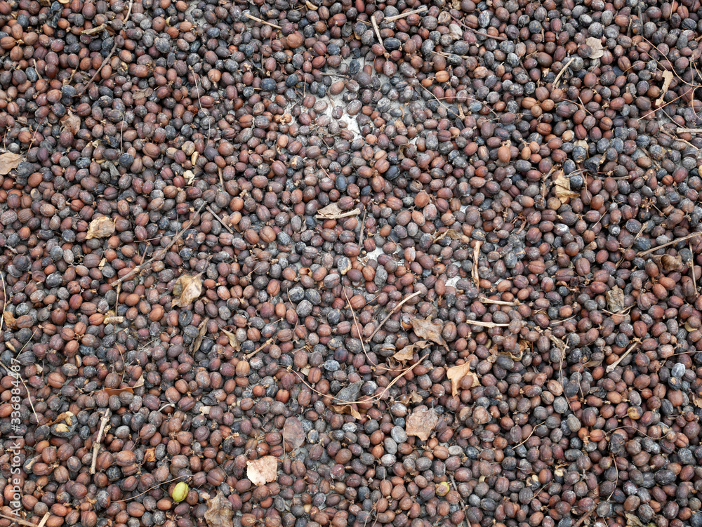 organic dry coffee seed. coffee beans background organic dry coffee seed. coffee beans background