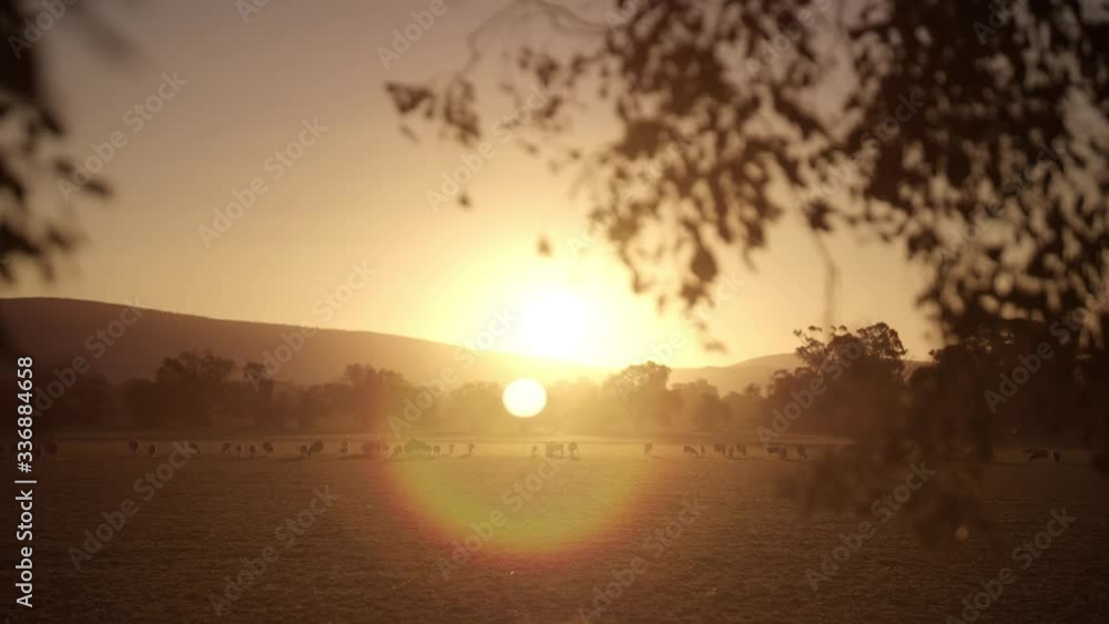 Sheep in drought affected field at sunset in Australia, wide shot Sheep in drought affected field at sunset in Australia, wide shot