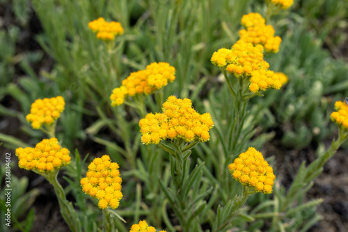Close up view of helichrysum arenarium, immortel, dwarf everlast sunny yellow flowers on blurred natural background. Selected focus. Beauty of nature