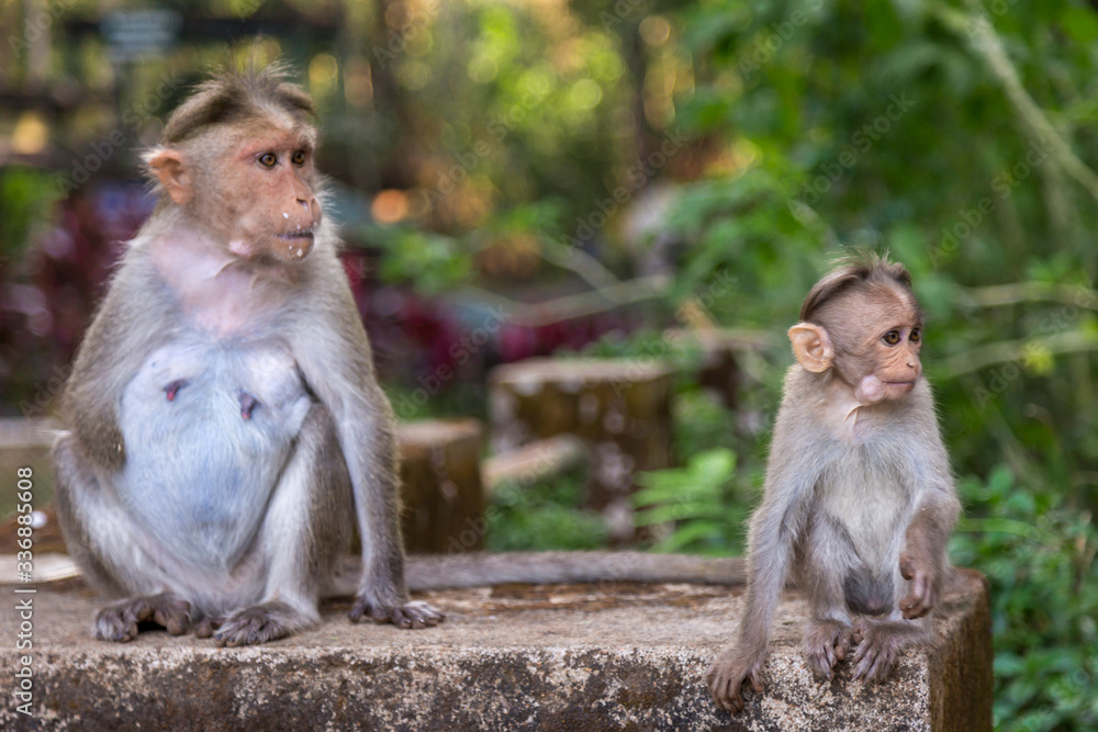 Naklejka premium mother and bay monkey