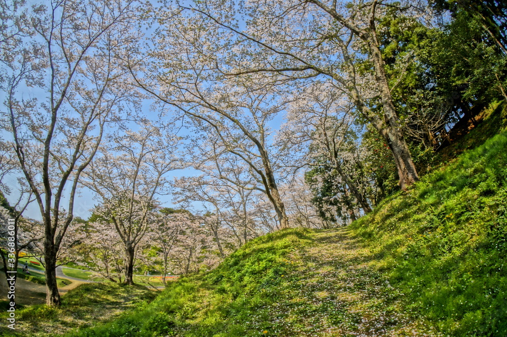 春の昼頃に咲く満開の桜並木を超広角レンズで撮影
