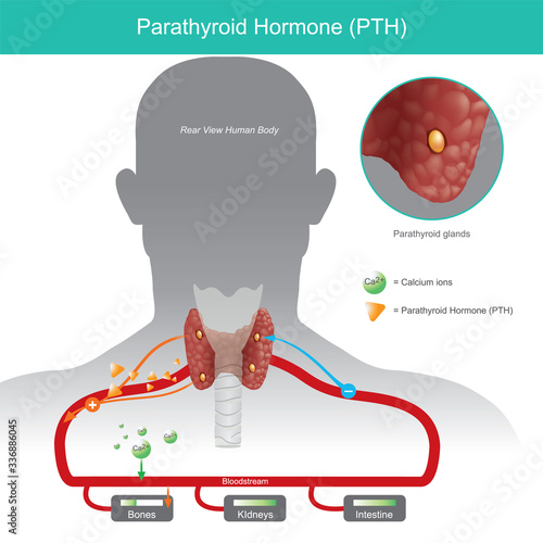 Parathyroid Hormone. it is working control calcium levels in the blood stream by increasing when Parathyroid hormone (PTH) are low level. Illustration..