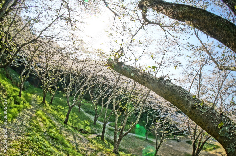 Fototapeta premium 幻想的な森の中の満開の桜 