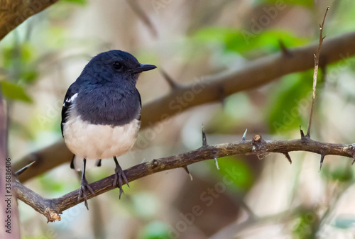 blackbird on a branch © jerom