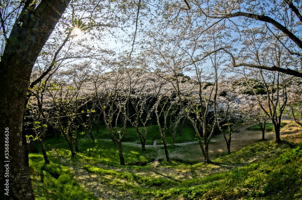 Fototapeta premium 幻想的な森の中の満開の桜 