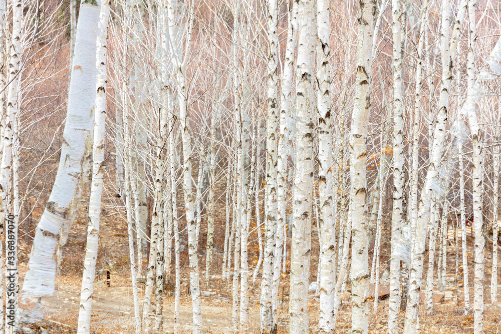 Obraz premium 겨울 