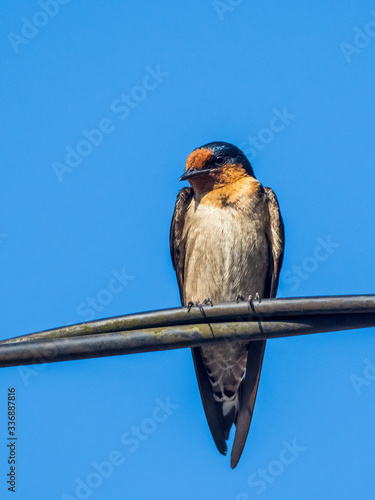 Adult Pacific Swallow (Hirundo tahitica) with iridescent blue plumage above and grayish buff below, with orangish throat and forehead. photo