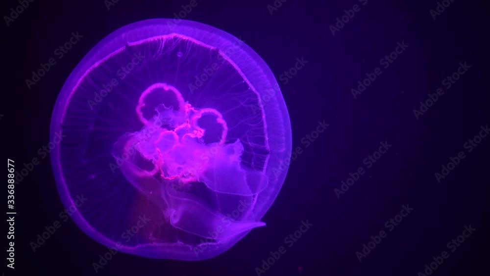 Jellyfish have tiny stinging cells in their tentacles to stun or