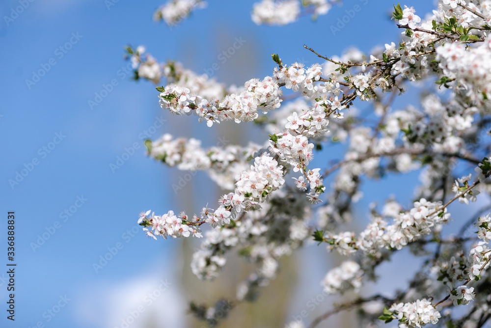 Beautiful flowering cherry trees. Background with blooming flowers in spring day.
