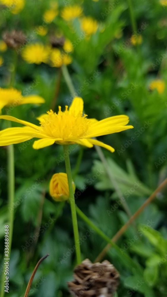 yellow flower in the garden yellow flower in the garden