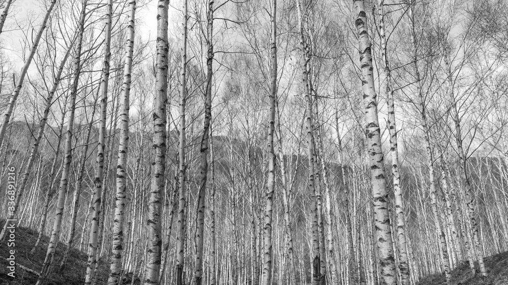 Fototapeta premium zimowy