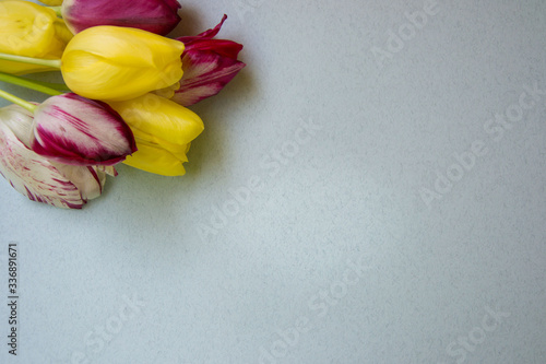 Flower frame - beautiful fresh red and yellow tulips on pale blue background  copy space for text  flat lay  spring flowers frame