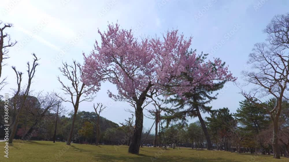 Blue sky and cherry blossoms in full bloom in Nara Park Blue sky and cherry blossoms in full bloom in Nara Park