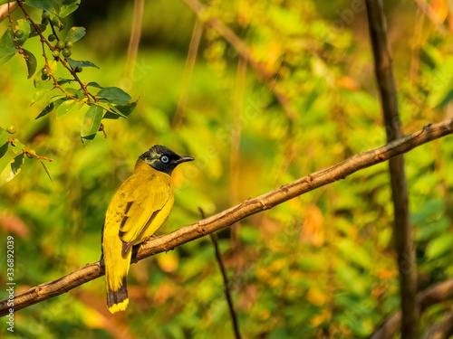 The Black-headed Bulbul is a medium sized bird with a mainly olive-yellow plumage with a glossy bluish-black head. Scientific name is Pycnonotus atriceps. photo