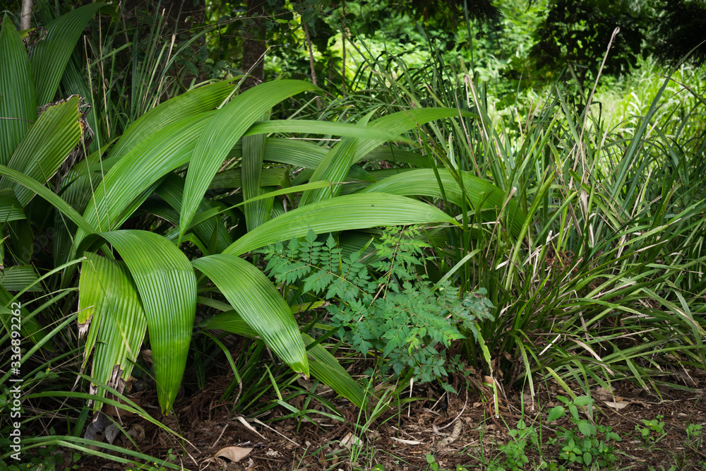 Obraz premium green foliage