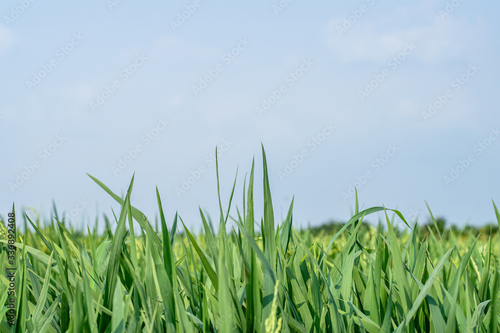 Obraz premium Green leaf close up in the sky.