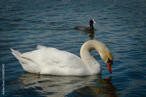 Chorzow   l  sk Poland. Swan on the background of the lake.