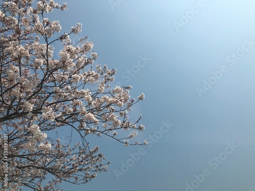 blooming cherry tree