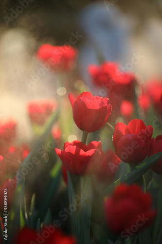 Tulips in close up with water drop