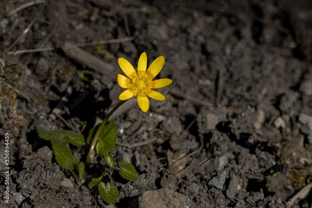 Yellow blossoming flower grown from the ground. Yellow blossoming flower grown from the ground.