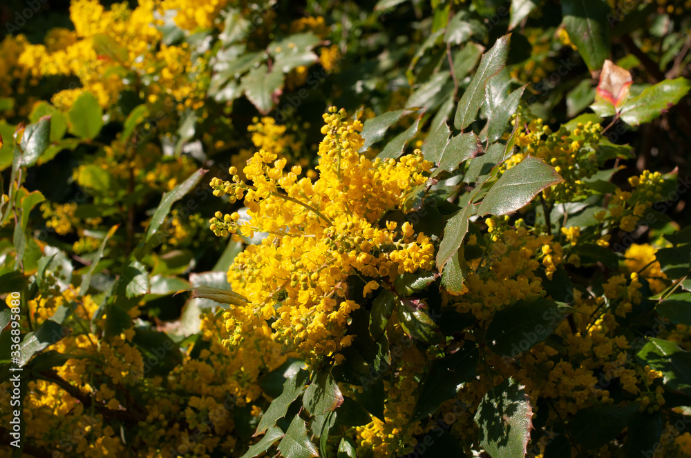 yellow flowering mahonia shrub in spring sun yellow flowering mahonia shrub in spring sun