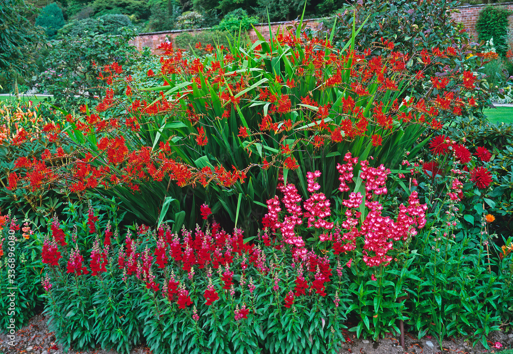 A colourful red  flower border with Crocosmia Lucifer, Dahlias and mixed planting